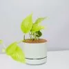 Pothos Goldilocks - Pot + Plant + Soil -Plants in a Box Sales Shop EpipremnumGoldilocks FogPot