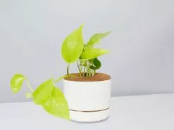 Pothos Goldilocks - Pot + Plant + Soil -Plants in a Box Sales Shop EpipremnumGoldilocks LinenPot