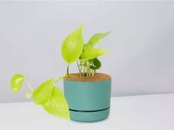 Pothos Goldilocks - Pot + Plant + Soil -Plants in a Box Sales Shop EpipremnumGoldilocks MossPot