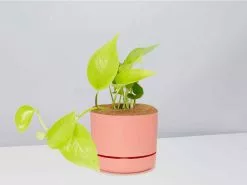 Pothos Goldilocks - Pot + Plant + Soil -Plants in a Box Sales Shop EpipremnumGoldilocks PeresimmonPot
