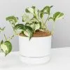 Manjula Pothos- Pot + Plant + Soil -Plants in a Box Sales Shop EpipremnumManjulaMrKitlyWhite