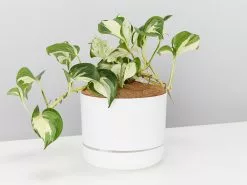 Manjula Pothos- Pot + Plant + Soil