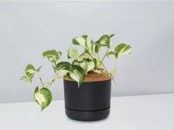 Manjula Pothos- Pot + Plant + Soil -Plants in a Box Sales Shop EpipremnumManjula BlackPot