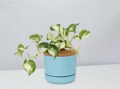 Manjula Pothos- Pot + Plant + Soil -Plants in a Box Sales Shop EpipremnumManjula BluePot