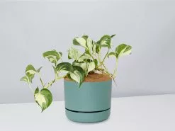 Manjula Pothos- Pot + Plant + Soil -Plants in a Box Sales Shop EpipremnumManjula CbGreenPot