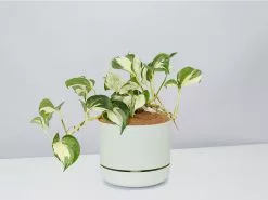 Manjula Pothos- Pot + Plant + Soil -Plants in a Box Sales Shop EpipremnumManjula FogPot