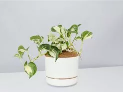 Manjula Pothos- Pot + Plant + Soil -Plants in a Box Sales Shop EpipremnumManjula LinenPot