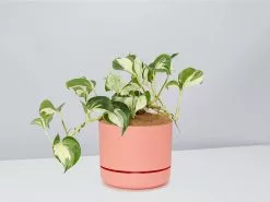 Manjula Pothos- Pot + Plant + Soil -Plants in a Box Sales Shop EpipremnumManjula PersimmonPot