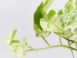 Pothos Marble Queen - Pot + Plant + Soil -Plants in a Box Sales Shop EpipremnumMarbleQueen detail c24ef95b 6b61 440a b037 746a4b42337a