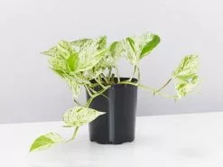 Pothos Marble Queen - Pot + Plant + Soil -Plants in a Box Sales Shop EpipremnumMarbleQueen single