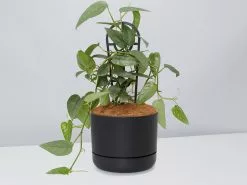 Epipremnum Pinnatum Cebu Blue Pothos- Pot + Plant + Soil -Plants in a Box Sales Shop EpipremnumPinnatumCebuBluePotPlant Black