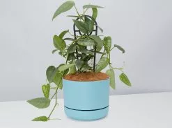Epipremnum Pinnatum Cebu Blue Pothos- Pot + Plant + Soil -Plants in a Box Sales Shop EpipremnumPinnatumCebuBluePotPlant Blue
