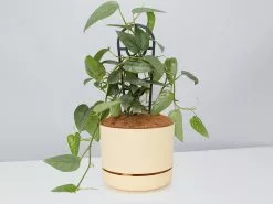 Epipremnum Pinnatum Cebu Blue Pothos- Pot + Plant + Soil -Plants in a Box Sales Shop EpipremnumPinnatumCebuBluePotPlant Buff