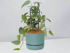 Epipremnum Pinnatum Cebu Blue Pothos- Pot + Plant + Soil -Plants in a Box Sales Shop EpipremnumPinnatumCebuBluePotPlant CbGreen