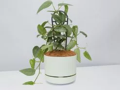 Epipremnum Pinnatum Cebu Blue Pothos- Pot + Plant + Soil