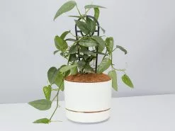 Epipremnum Pinnatum Cebu Blue Pothos- Pot + Plant + Soil -Plants in a Box Sales Shop EpipremnumPinnatumCebuBluePotPlant Linen