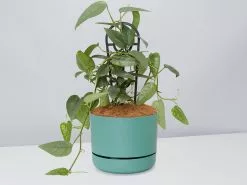 Epipremnum Pinnatum Cebu Blue Pothos- Pot + Plant + Soil -Plants in a Box Sales Shop EpipremnumPinnatumCebuBluePotPlant Moss