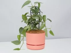 Epipremnum Pinnatum Cebu Blue Pothos- Pot + Plant + Soil -Plants in a Box Sales Shop EpipremnumPinnatumCebuBluePotPlant Persimmon