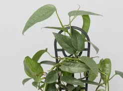 The Rainbow ðŸŒˆHouseplant Box -Plants in a Box Sales Shop EpipremnumPinnatumCebuBluePotPlant detail 742e16f0 13be 4431 9290 cb350351952d