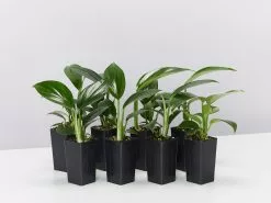 Epipremnum Pinnatum Dragon Tails Plant