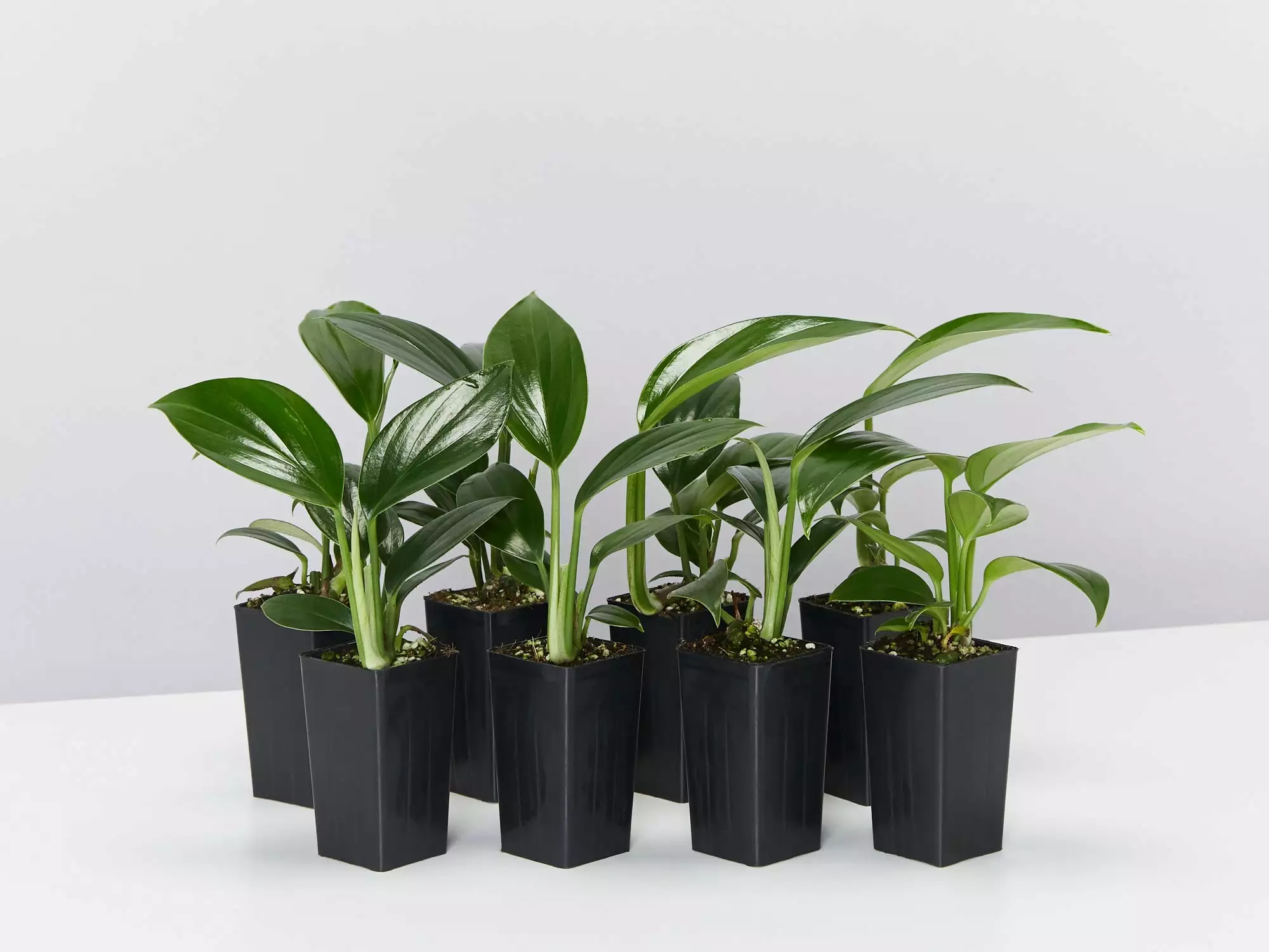 Epipremnum Pinnatum Dragon Tails Plant 3 Epipremnum Pinnatum Dragon Tails Plant