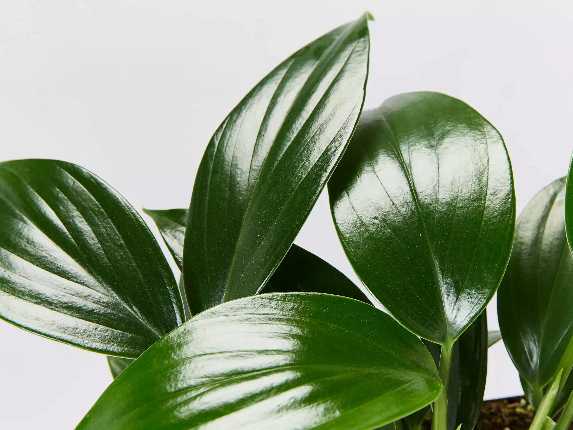 Epipremnum Pinnatum Dragon Tails Plant 4 Epipremnum Pinnatum Dragon Tails Plant - Image 2