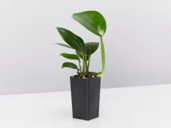 Epipremnum Pinnatum Dragon Tails Plant 8 Epipremnum Pinnatum Dragon Tails Plant -Plants in a Box Sales Shop EpipremnumPinnatum single aca58b14 9e29 45ba b74d 9e2db045d8e0