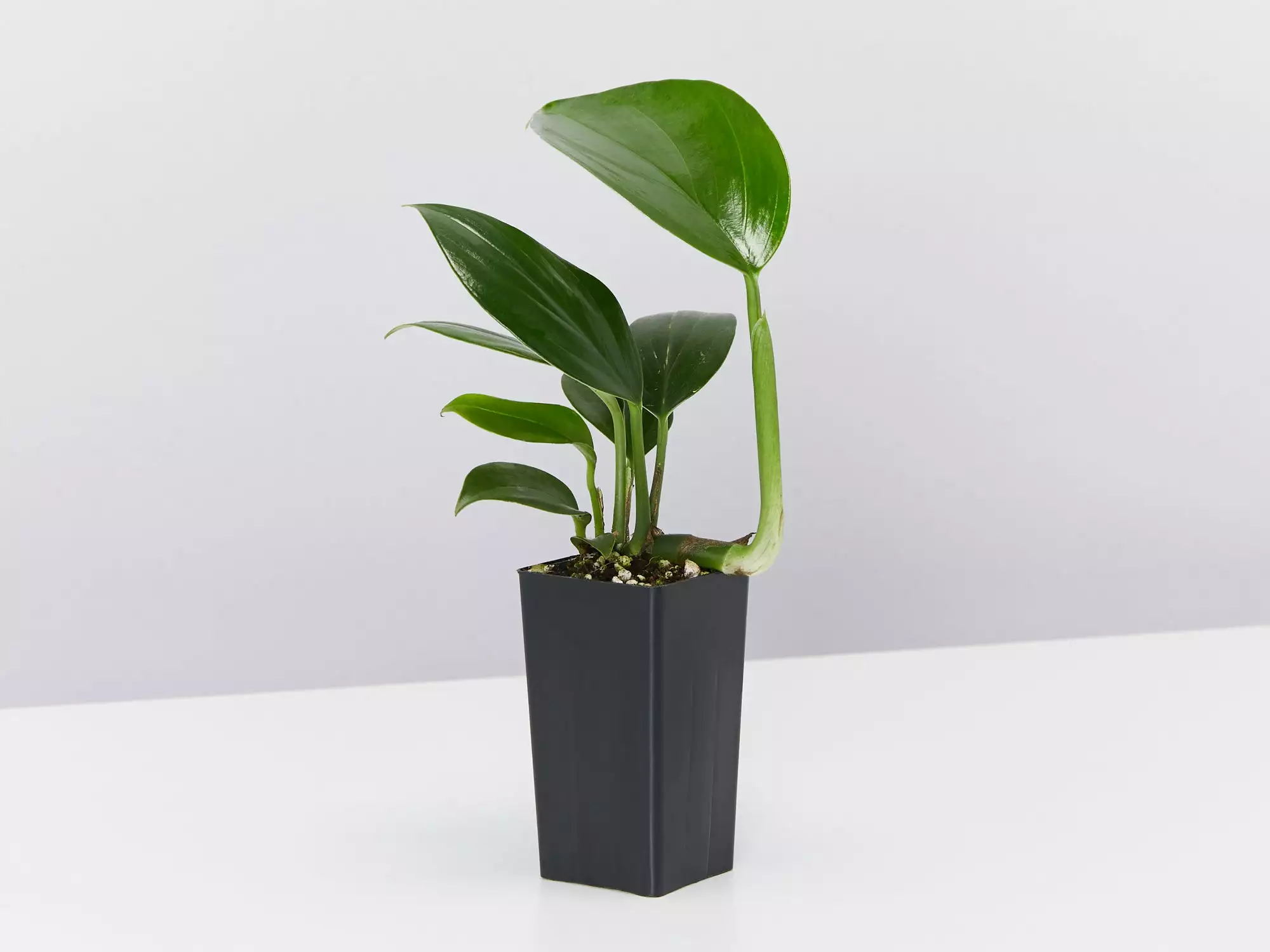 Epipremnum Pinnatum Dragon Tails Plant 5 Epipremnum Pinnatum Dragon Tails Plant - Image 3