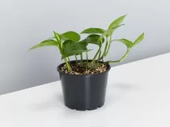 Green Jade Pothos - Pot + Plant + Soil 21 Green Jade Pothos - Pot + Plant + Soil -Plants in a Box Sales Shop Epipremnum aureum Jade Pothos 125mm