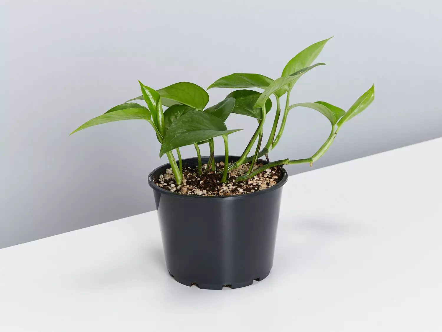 Green Jade Pothos - Pot + Plant + Soil 8 Green Jade Pothos - Pot + Plant + Soil - Image 6