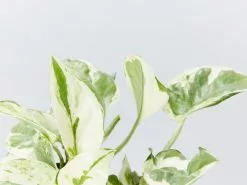 Pothos Mixed Houseplant Box - Larger Size -Plants in a Box Sales Shop Epipremnum aureum Pothos Pearls and Jade detail f6acf3c4 8525 42ae 9973 f2a3d138d3fe