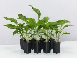 Eucharis X Grandiflora Eucharist Lily