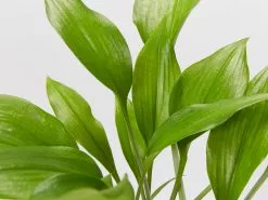 Eucharis X Grandiflora Eucharist Lily -Plants in a Box Sales Shop EucharisAmazonLily detail bcf73411 4763 4c44 9d46 0309c640e3d1