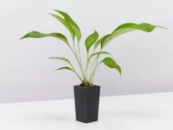 Eucharis X Grandiflora Eucharist Lily -Plants in a Box Sales Shop EucharisAmazonLily single 018d541d 92f6 431c a499 ccc44a672bb2