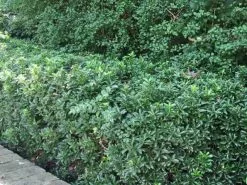 Euonymus Japonicus Tom Thumb (Compact) -Plants in a Box Sales Shop Euonymus japonica Var Microphyllus Tom Thumb WS 4df651f9 0f98 4970 86d8 54614ba4c17c