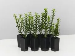 Euonymus Japonicus Tom Thumb (Compact)