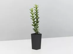 Euonymus Japonicus Tom Thumb (Compact) -Plants in a Box Sales Shop EuonymusJaponicusTomThumb single 90d8aa65 19c9 45ac ba26 90b576eadb51