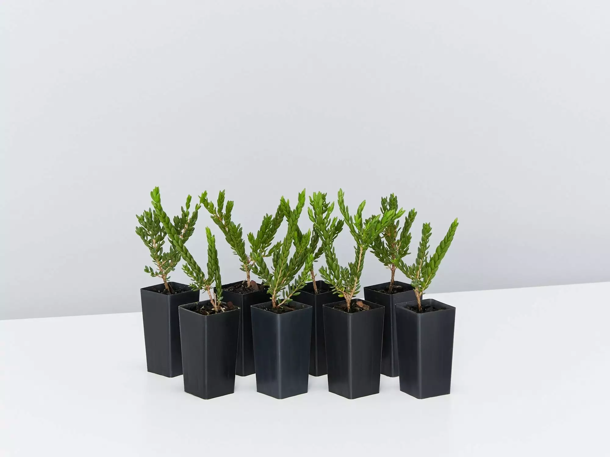 Eutaxia Obovata 3 Eutaxia Obovata