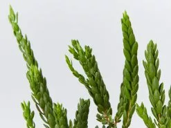 Eutaxia Obovata 11 Eutaxia Obovata -Plants in a Box Sales Shop EutaxiaObovata detail 6d42256a 165b 4453 b34c d46a7286d5d7