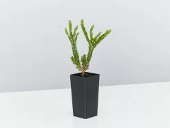 Eutaxia Obovata 13 Eutaxia Obovata -Plants in a Box Sales Shop EutaxiaObovata single 57920ab7 4335 4c4e acd3 d4159604203f