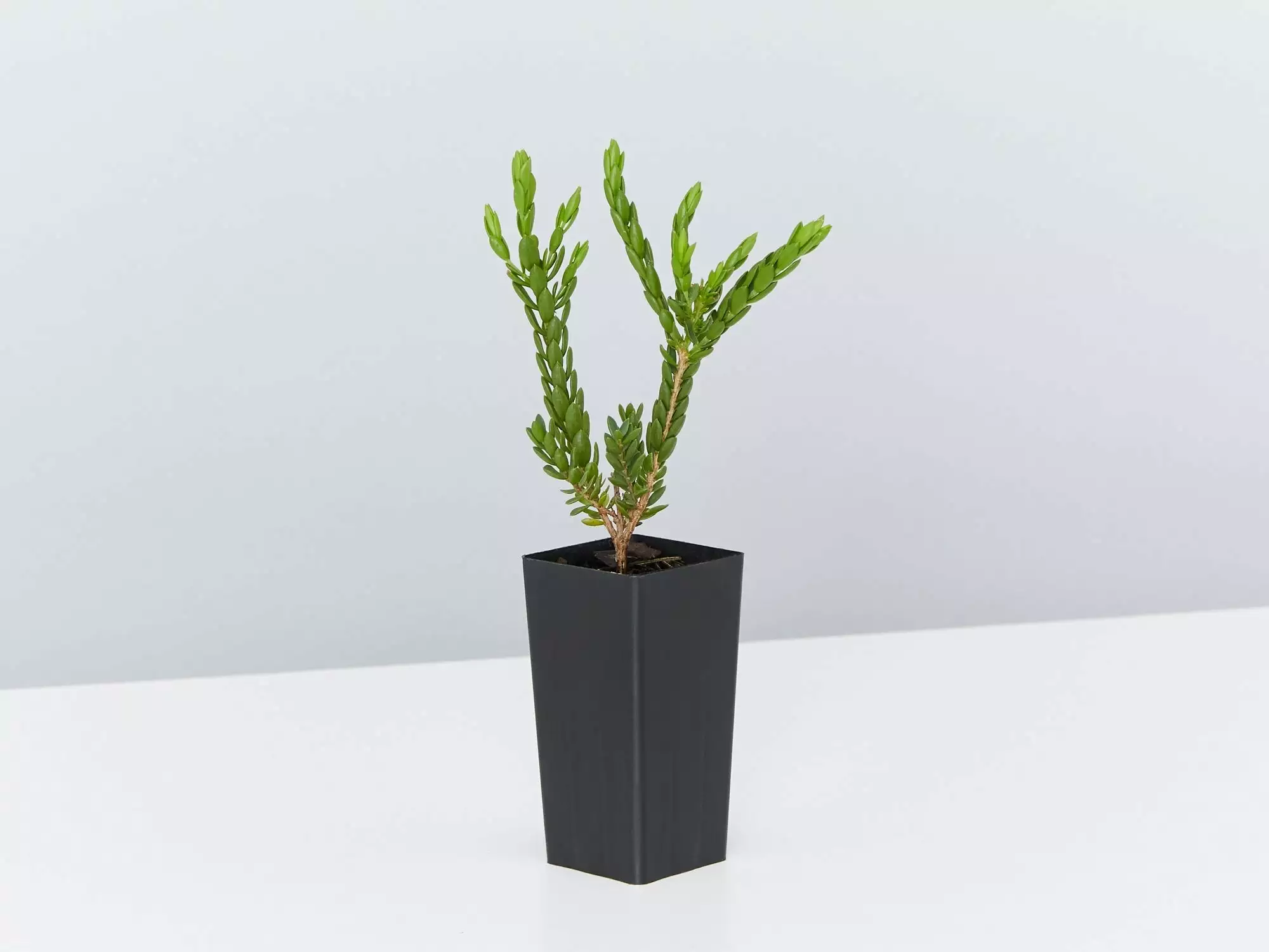 Eutaxia Obovata 7 Eutaxia Obovata - Image 5