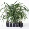 Ficus Binnendijkii Alii -Plants in a Box Sales Shop FICBEA RS 53aa14fd 48e8 45d5 9a2b 6870a566a642