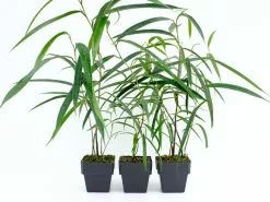 Ficus Binnendijkii Alii - 85mm