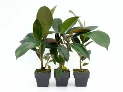 Ficus Elastica Robusta - 85mm -Plants in a Box Sales Shop FICELA85 RS