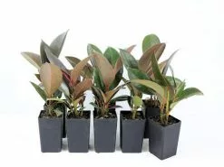 Ficus Elastica Robusta -Plants in a Box Sales Shop FICELA RS 022487b4 f9c7 4a6b 9bf9 35cd4361e154
