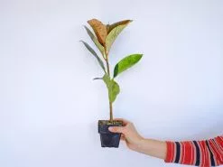 Ficus Elastica Shivereana - 85mm -Plants in a Box Sales Shop FICELSJ RS 6e979cb8 16c5 4be6 b016 20ac0747805f