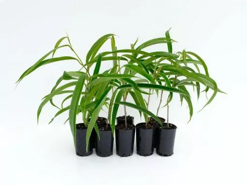 Ficus Longifolia 'sabre' -Plants in a Box Sales Shop FICLOS RS 6f492b8a b6fb 461f a107 3a95d68d445d