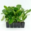 Ficus Lyrata -Plants in a Box Sales Shop FICLYR RS cf2a9dd0 a6f7 408d a36f c5d935cb4015