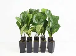 Ficus Lyrata Bambino