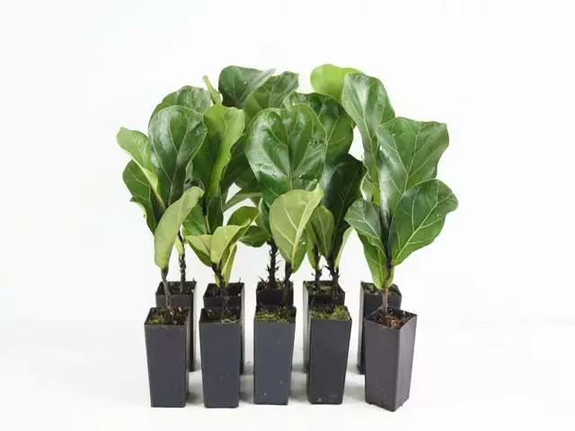 Ficus Lyrata Bambino 3 Ficus Lyrata Bambino